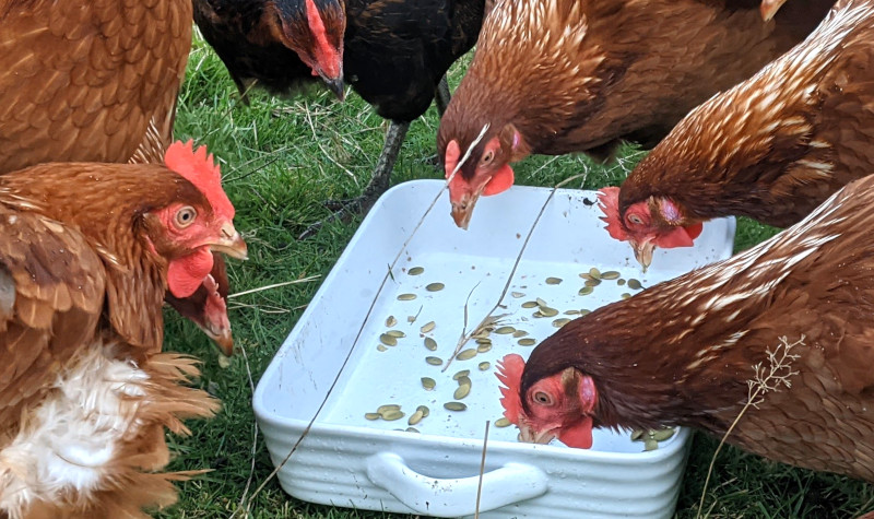 My egg flock eating some pumpkin seeds.