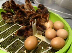 A bad hatch with unhatched eggs in the incubator..