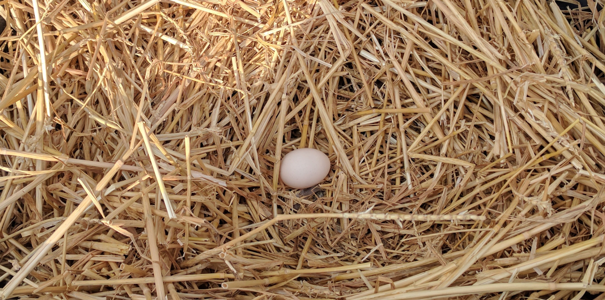 An egg in a nest, just what every backyard chicken keeper wants