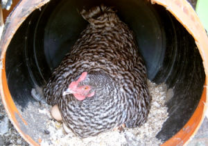 Chicken Nesting Boxes Everything You Need To Know Cluckin