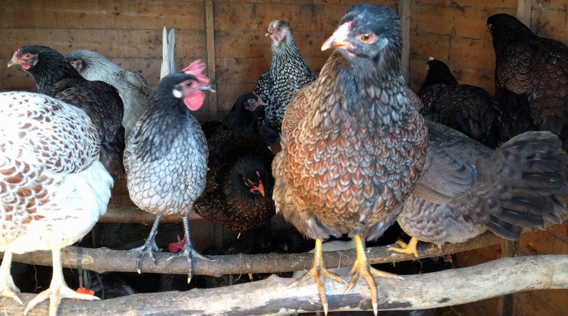 The girls from my egg flock settling down at bedtime.