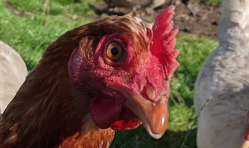 A laying hen's beak in close up.