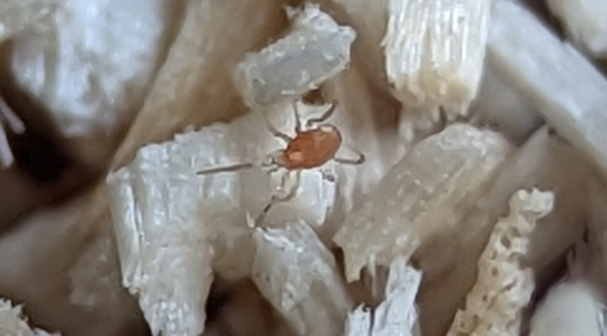 The life cycle and habits of chicken mites and how to deal with them