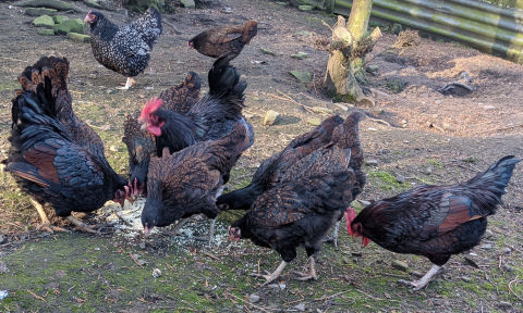 Chicken math explained with real examples. - Cluckin
