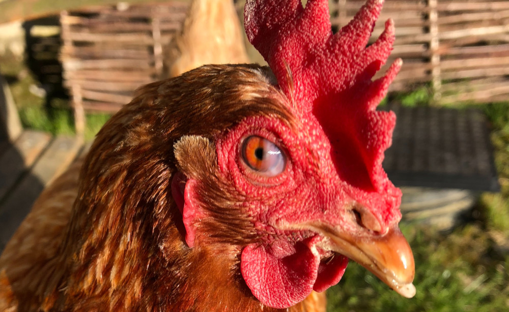 A close up of the eye of a chicken showing the third eyelid or nictitating membrane