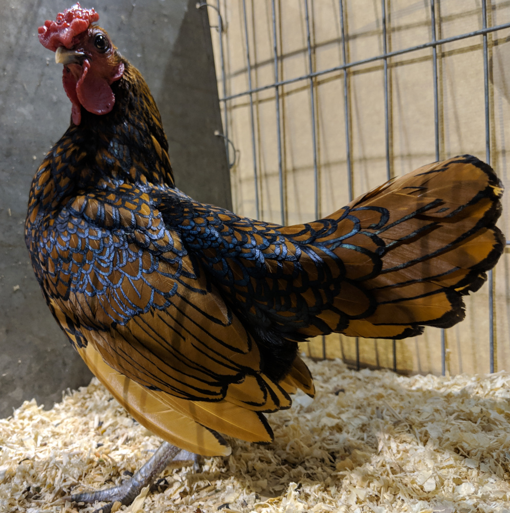 What to look for in breeding stock and how to choose the best birds