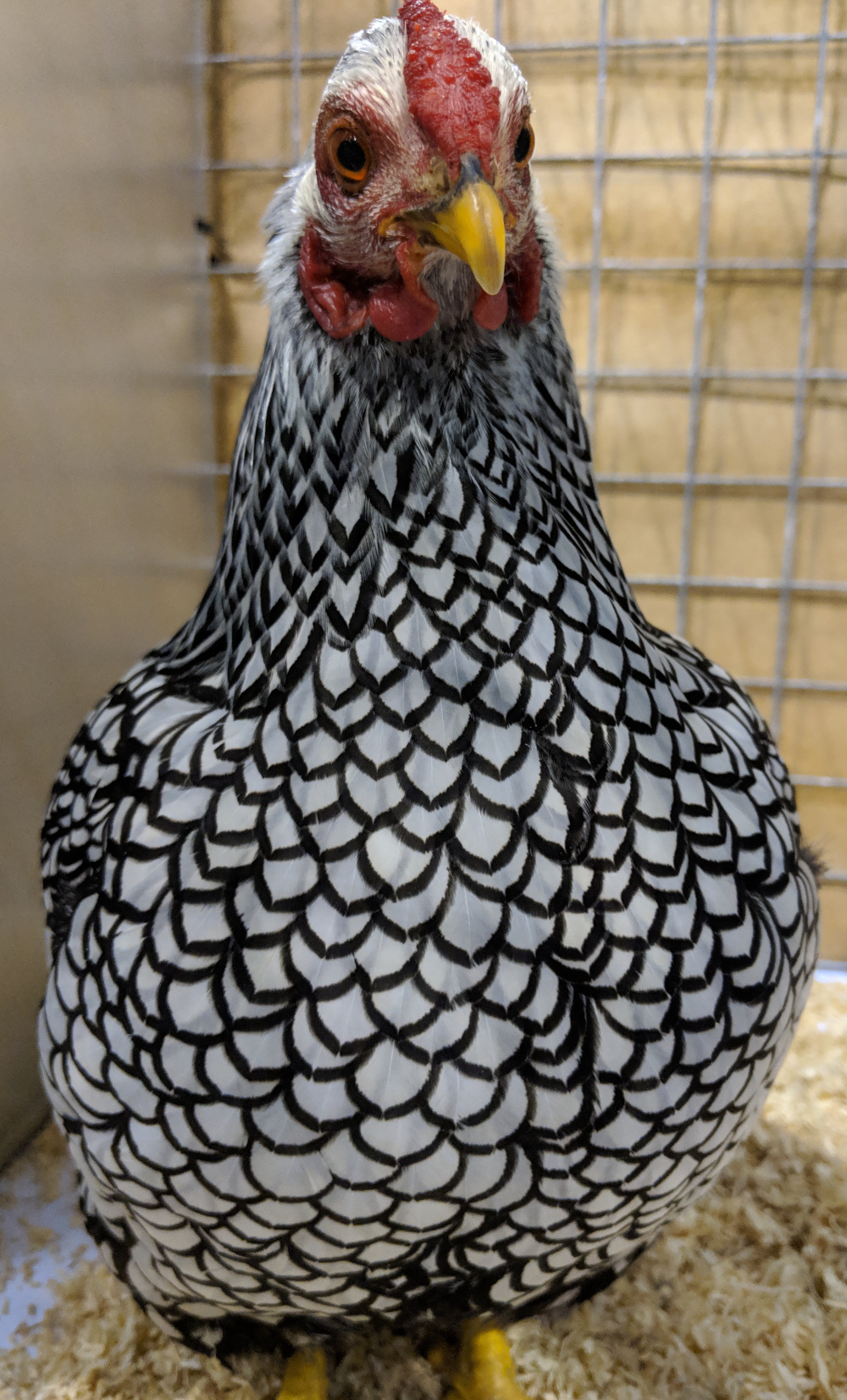 A silver laced wyandotte hen showing off her feather patterns
