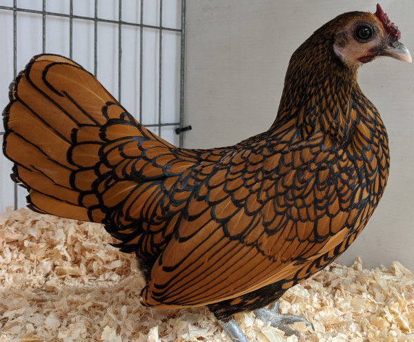 Chicken feather patterns with breed examples, pictures and video. - Cluckin