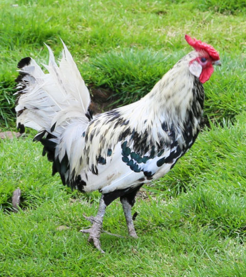 Chicken feather patterns with breed examples, pictures and video. - Cluckin