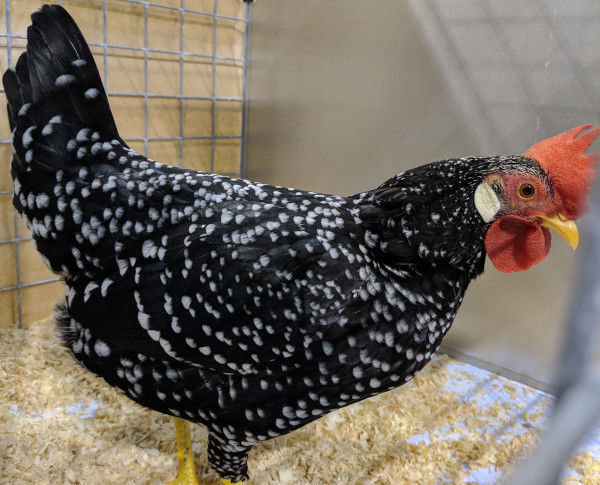 Chicken feather patterns with breed examples, pictures and video. - Cluckin