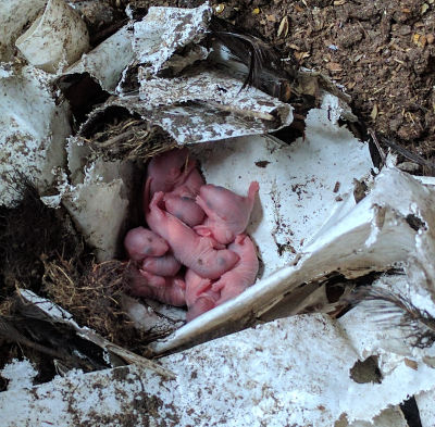 Dealing with rats when you have chickens - Cluckin