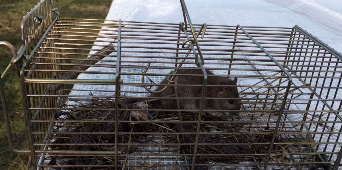 Dealing with rats when you have chickens Cluckin