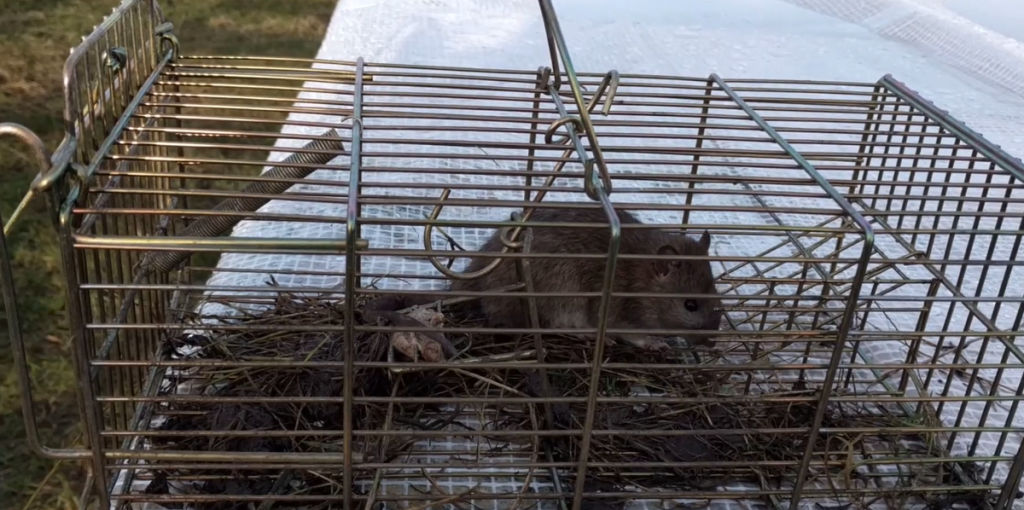 Dealing with rats when you have chickens Cluckin