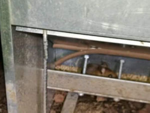 Dealing With Rats When You Have Chickens Cluckin