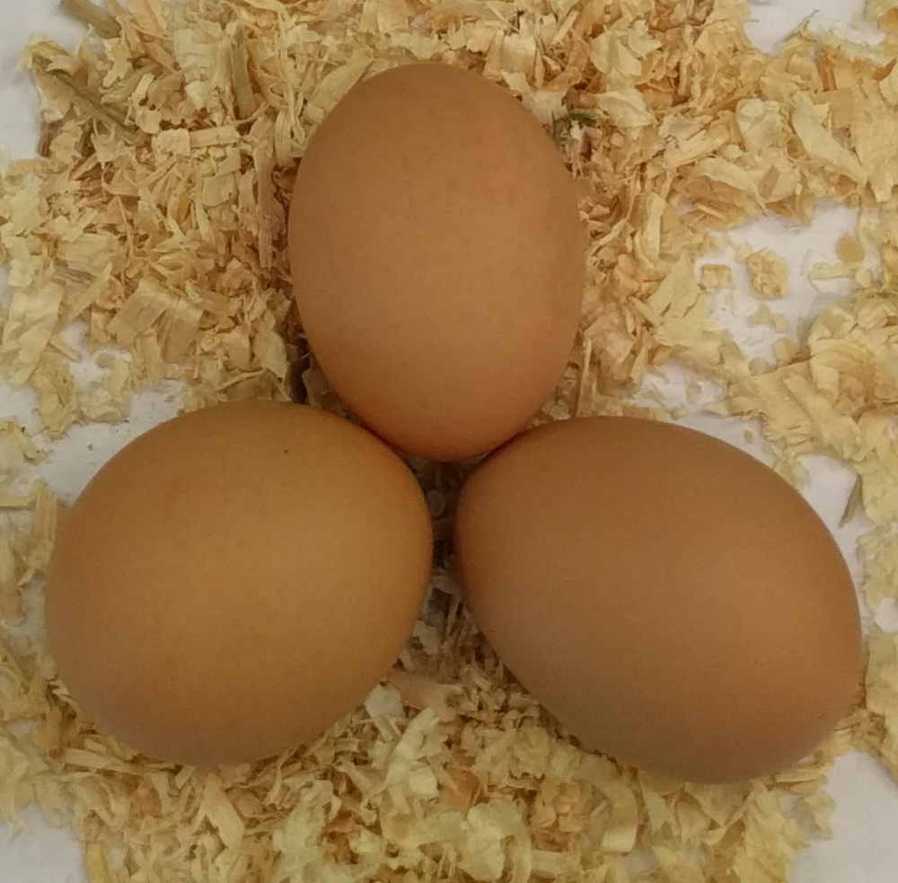 3 light brown orpington eggs in a display