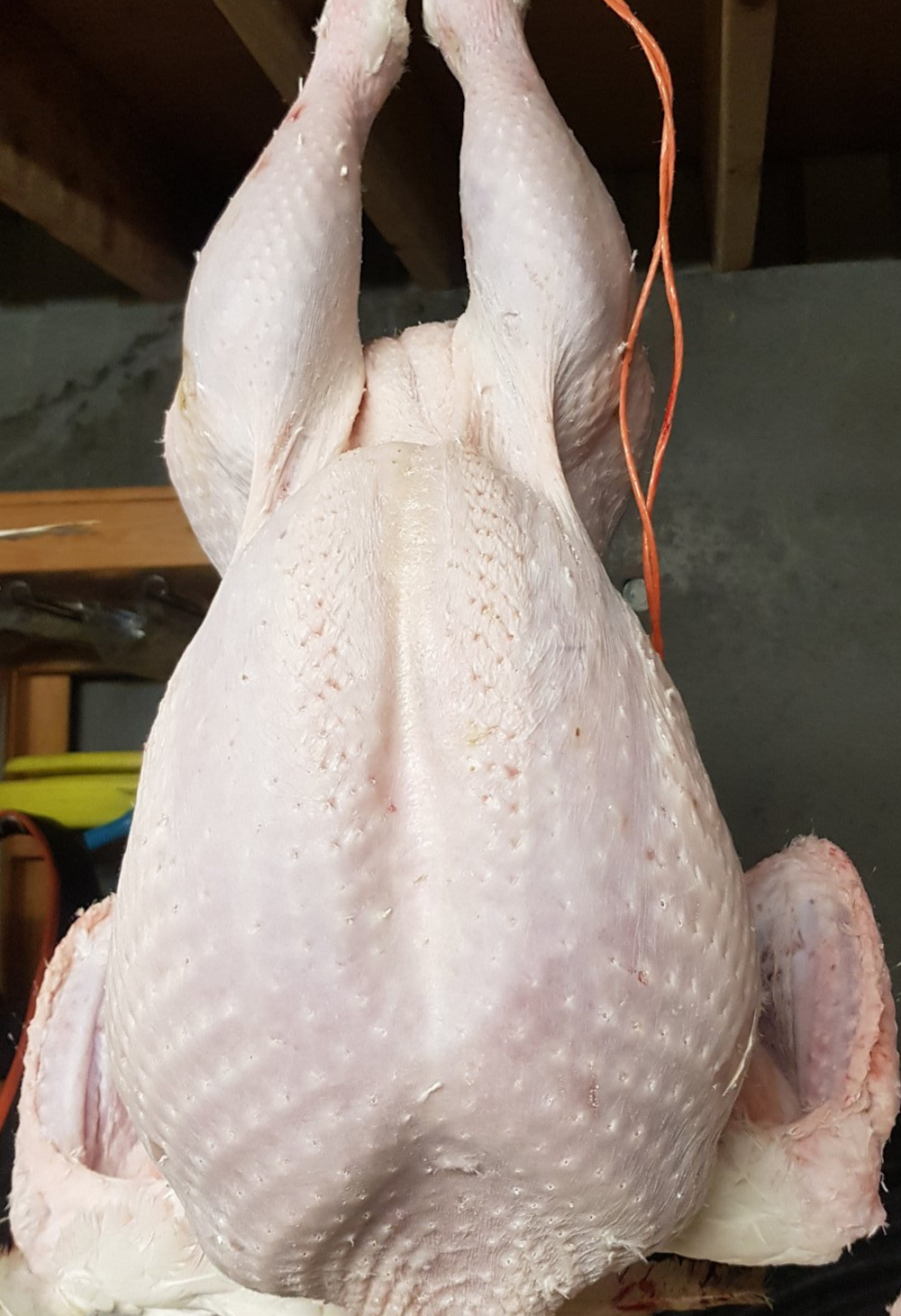 An chicken hanging after processing.