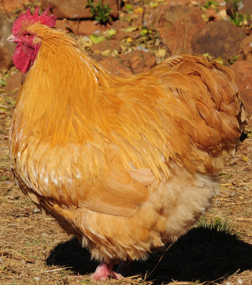 black buff orpington roosters