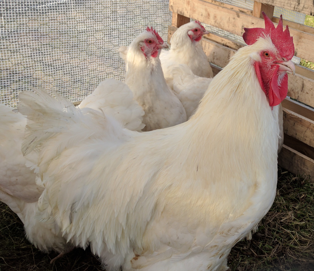 black buff orpington roosters