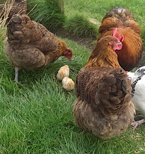 Sexing Orpington chickens, how to tell the boys from the girls. - Cluckin