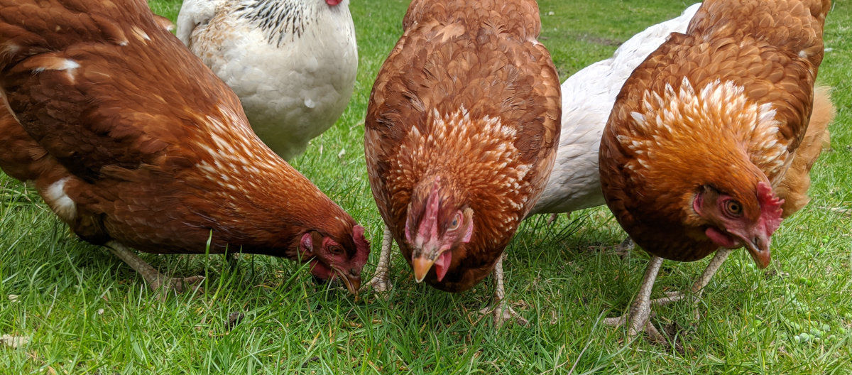 27 ways to save money on your chickens and their feed bill. - Cluckin