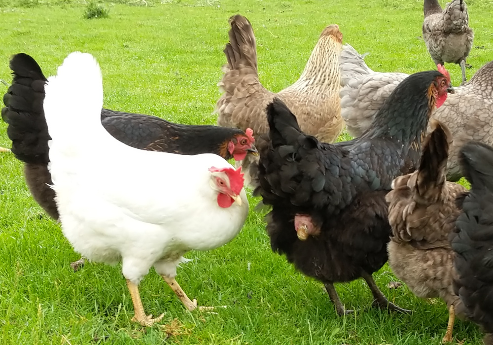 A chickens having a poop.