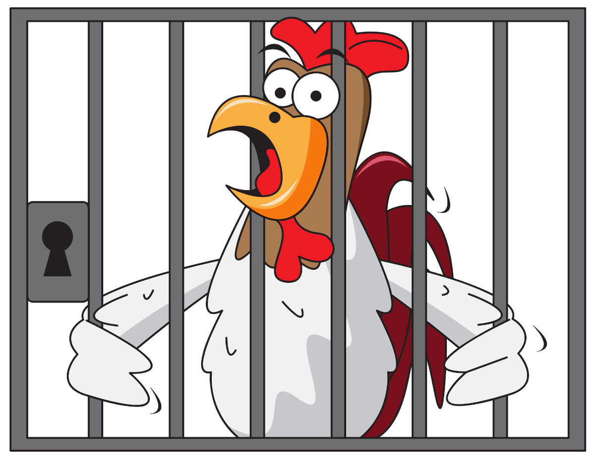 A chicken behind bars