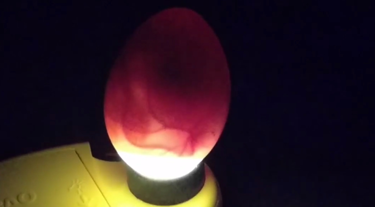 An egg clearly showing the air sack in the round end.