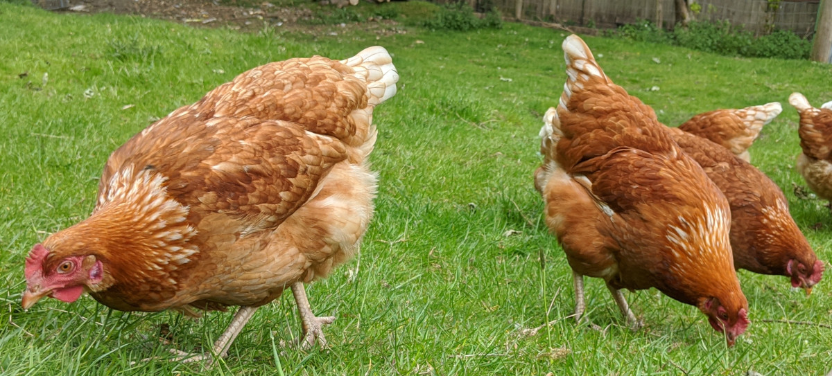 Chickens forage instinctively, it is not a learned behaviour.