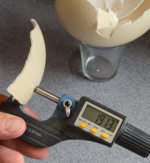 Thickness and strength of eggshells and why it matters. Cluckin