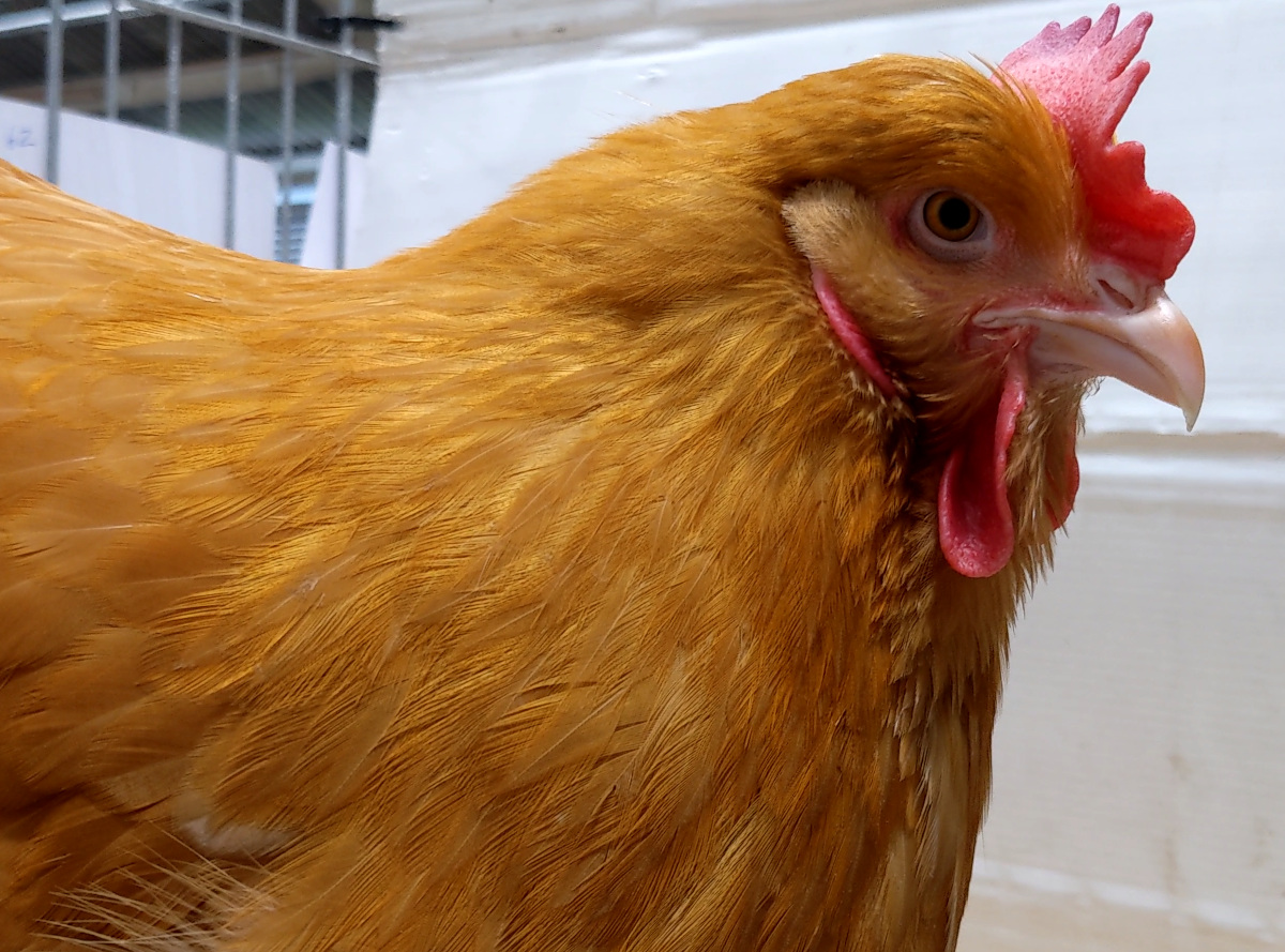 A close up of a buff orpington showing the characteristics in detail.