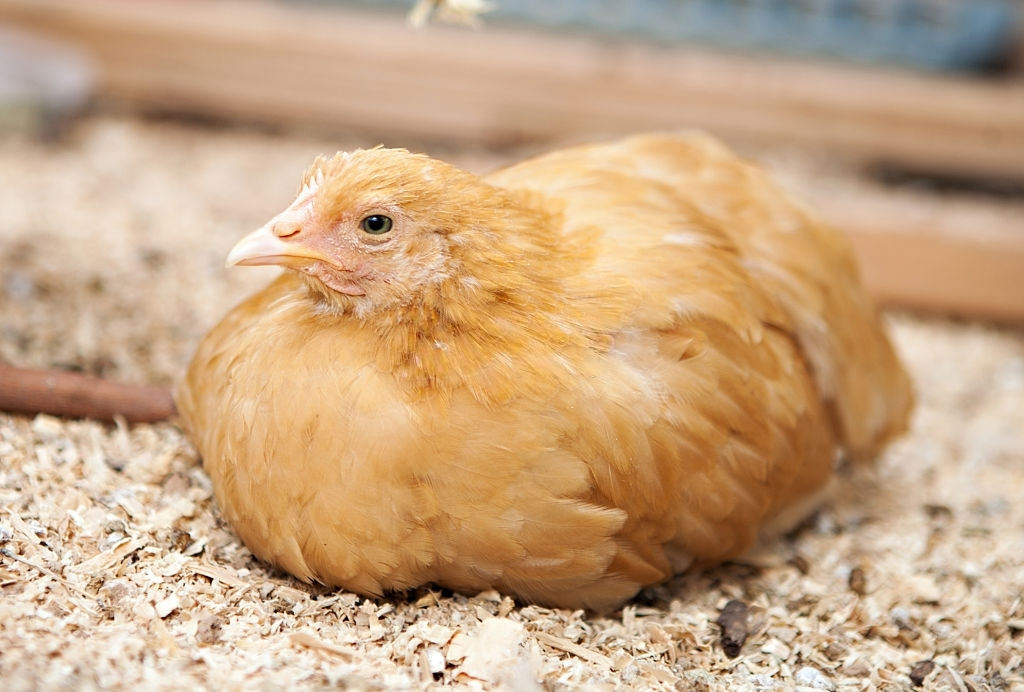 A young buff coloured orpington chicken, sometimes called a grower.