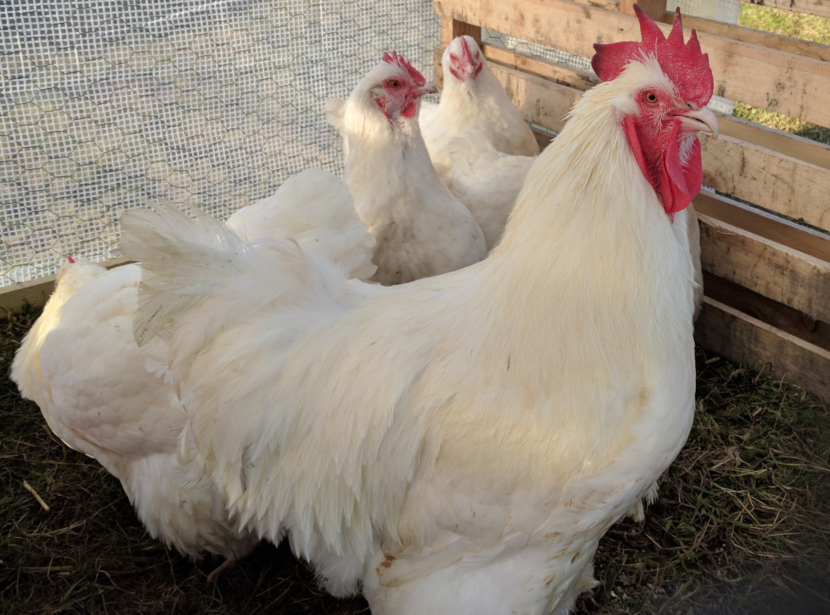 3 white orpington hens and a cockerel on pasture in my garden