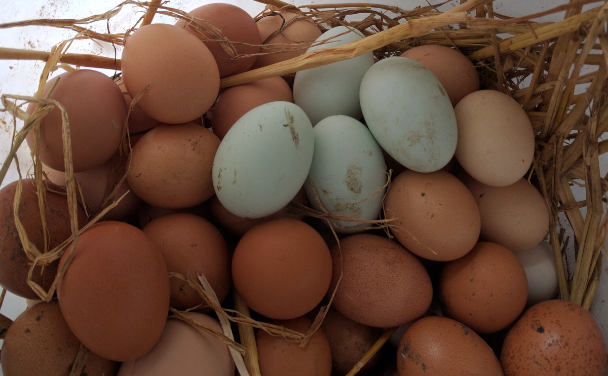 A bucket of fresh eggs collected from my hens. All chickens are seasonal  layers to some extent.