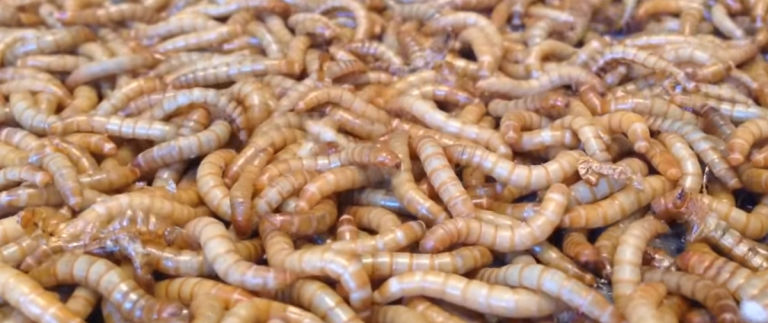 Mealworms for chickens - Cluckin