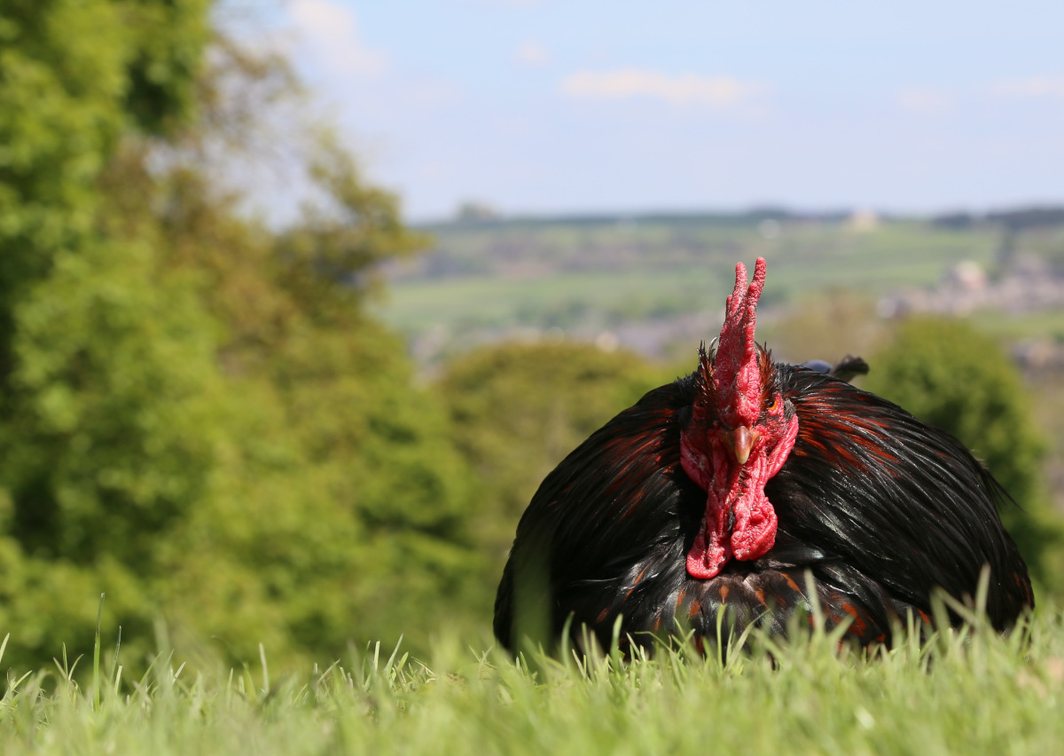 This is one of my Barnevelder cockerels resting on the grass in front of a row of trees.