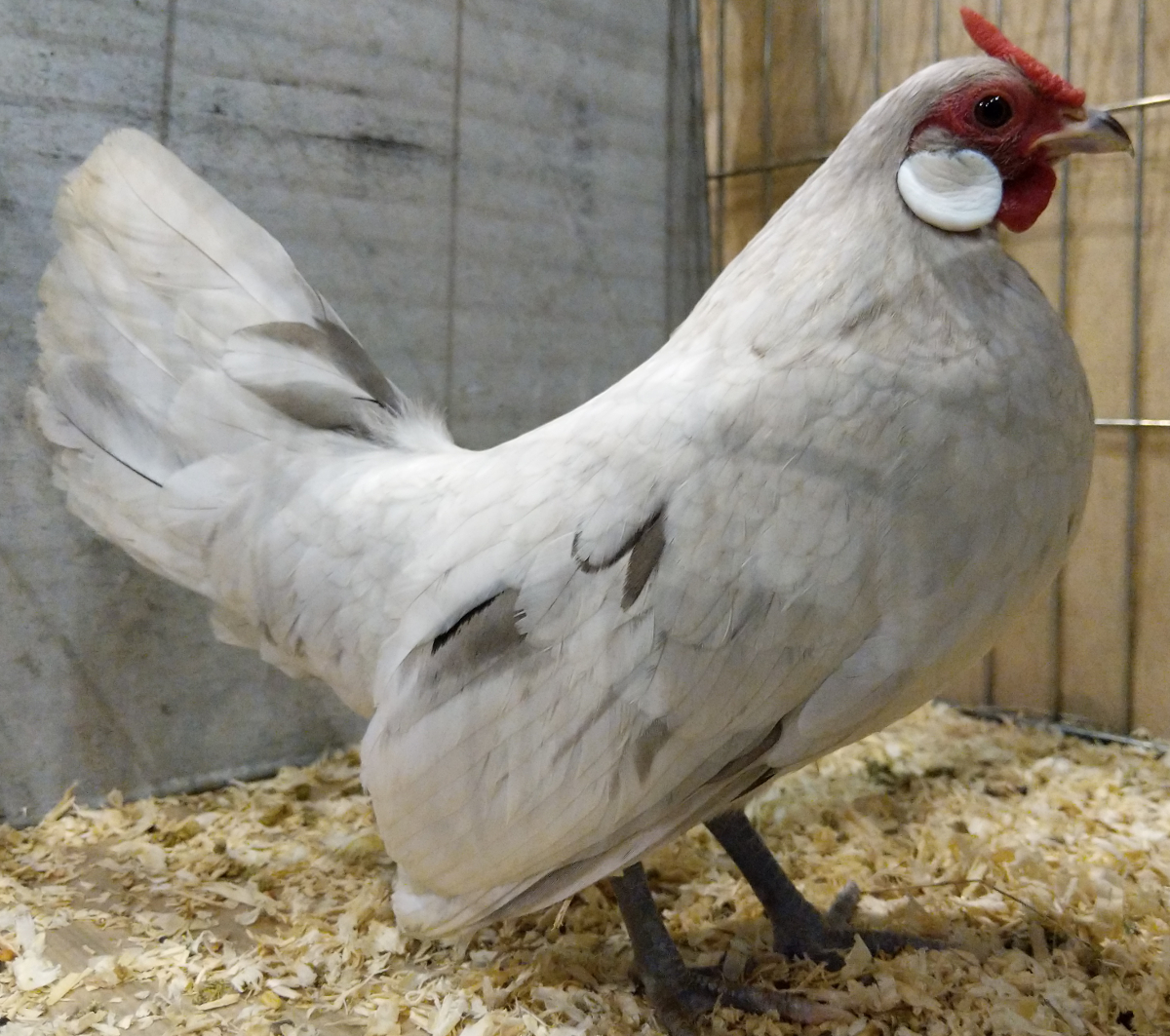 A splash rose-comb bantam chicken in a show cage