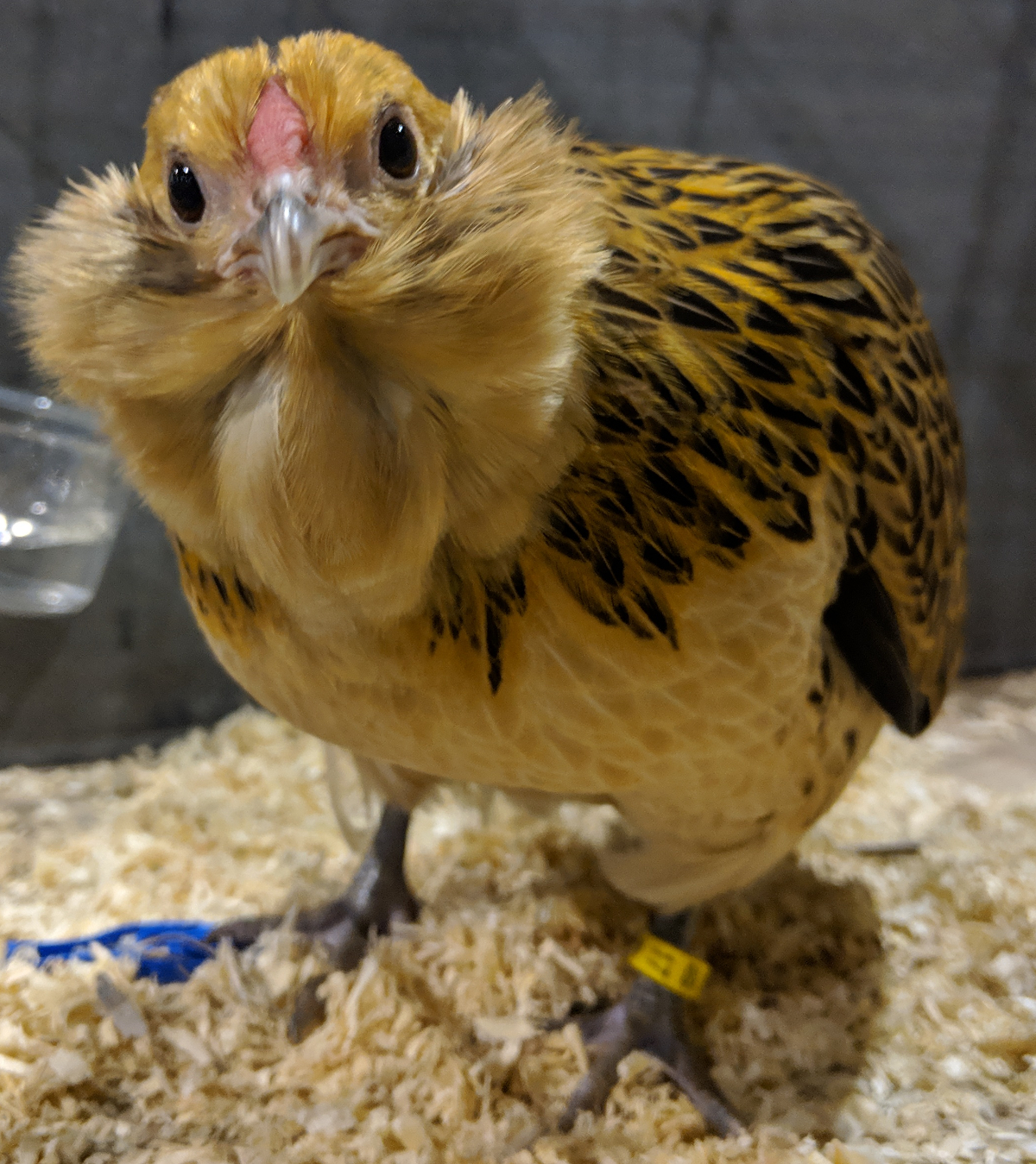 Bantam chickens are a lot smaller and quieter than large fowl.