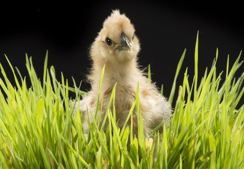 Most people get Silkie chickens to be pets.