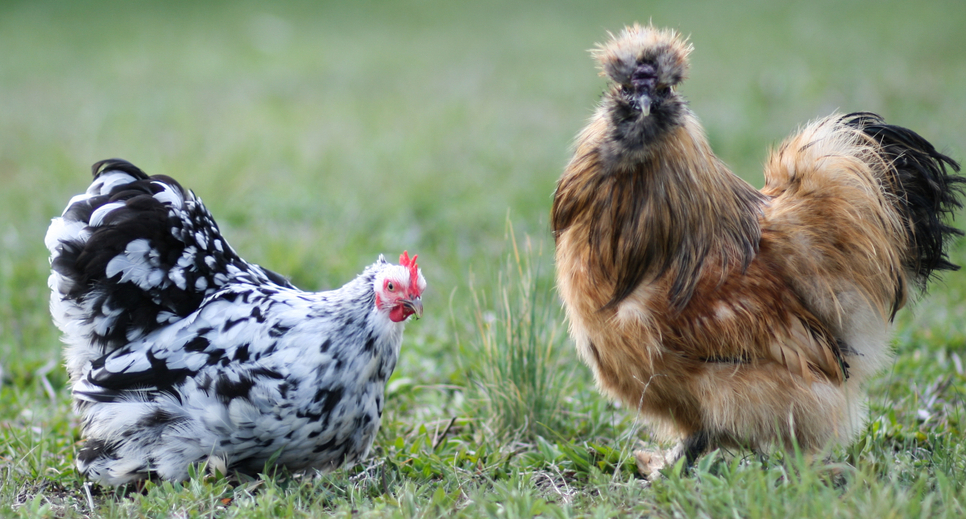 Large chickens and bantams can be kept together quite easily if a few rules are followed.