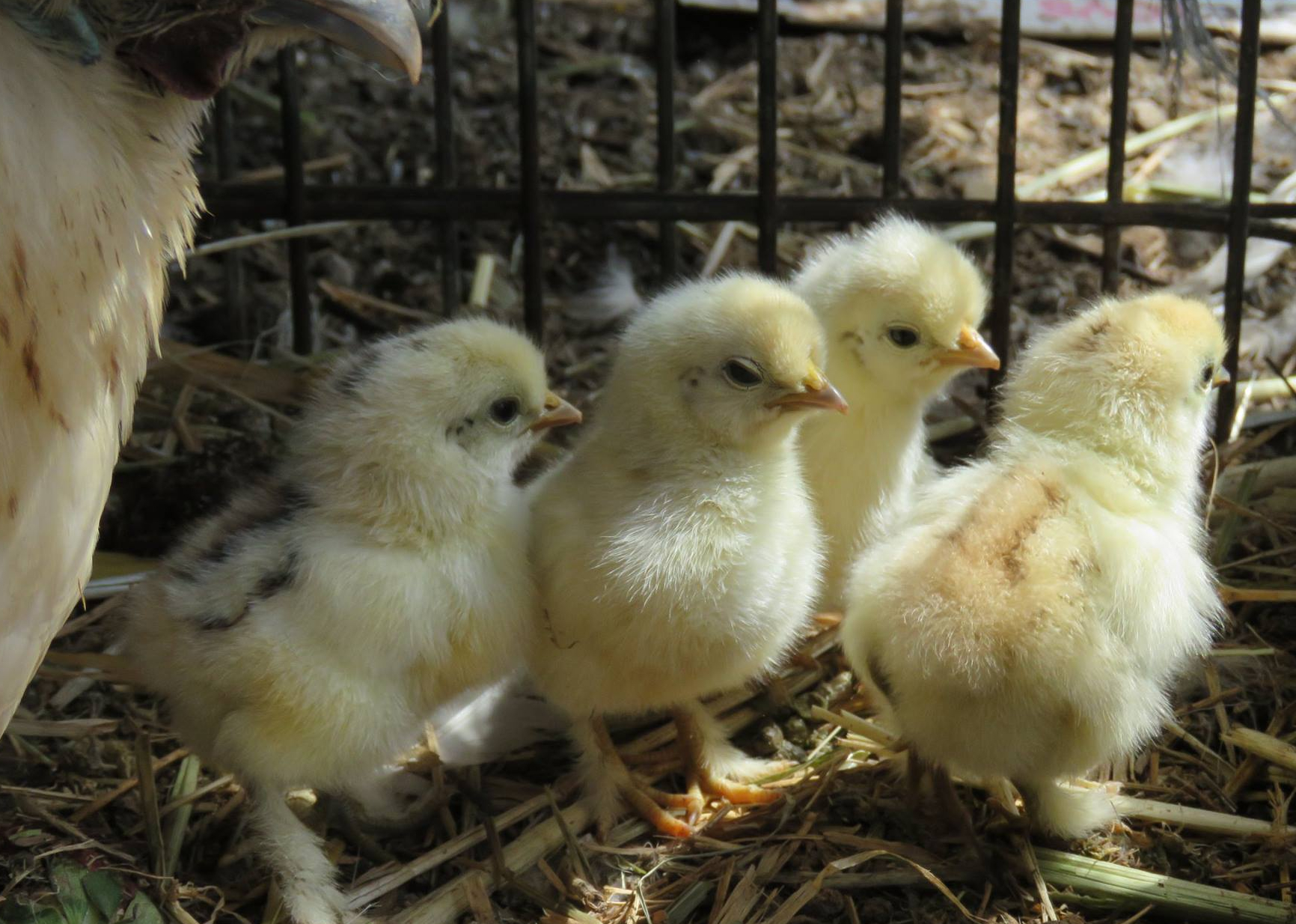 Breeding bantam chickens is a little different to breeding large fowl