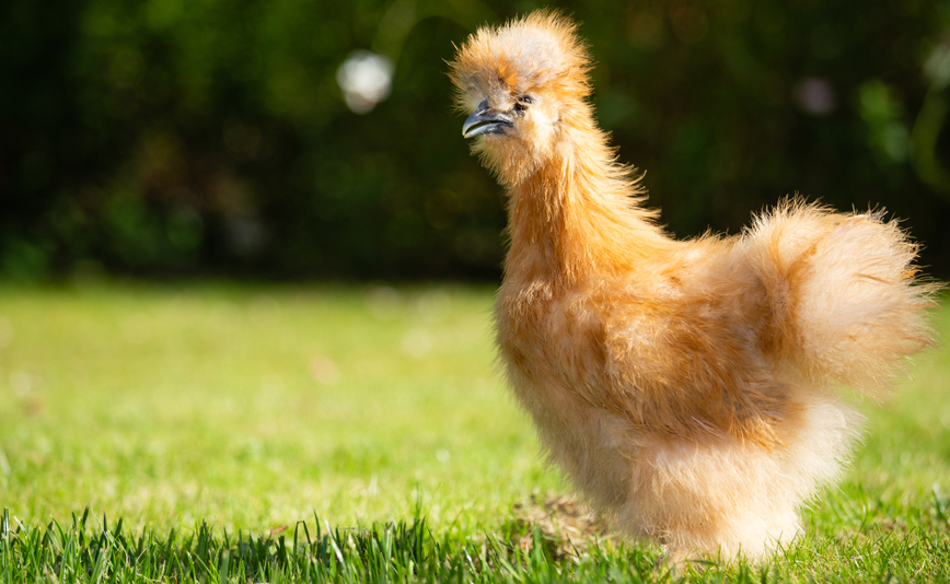 Chickens can get lonely, feel depressed and be sad.