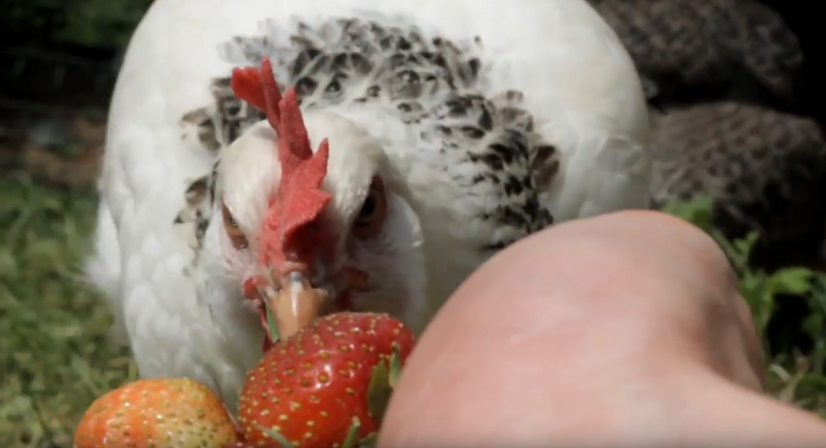 A chickens eating strawberries from my hand.