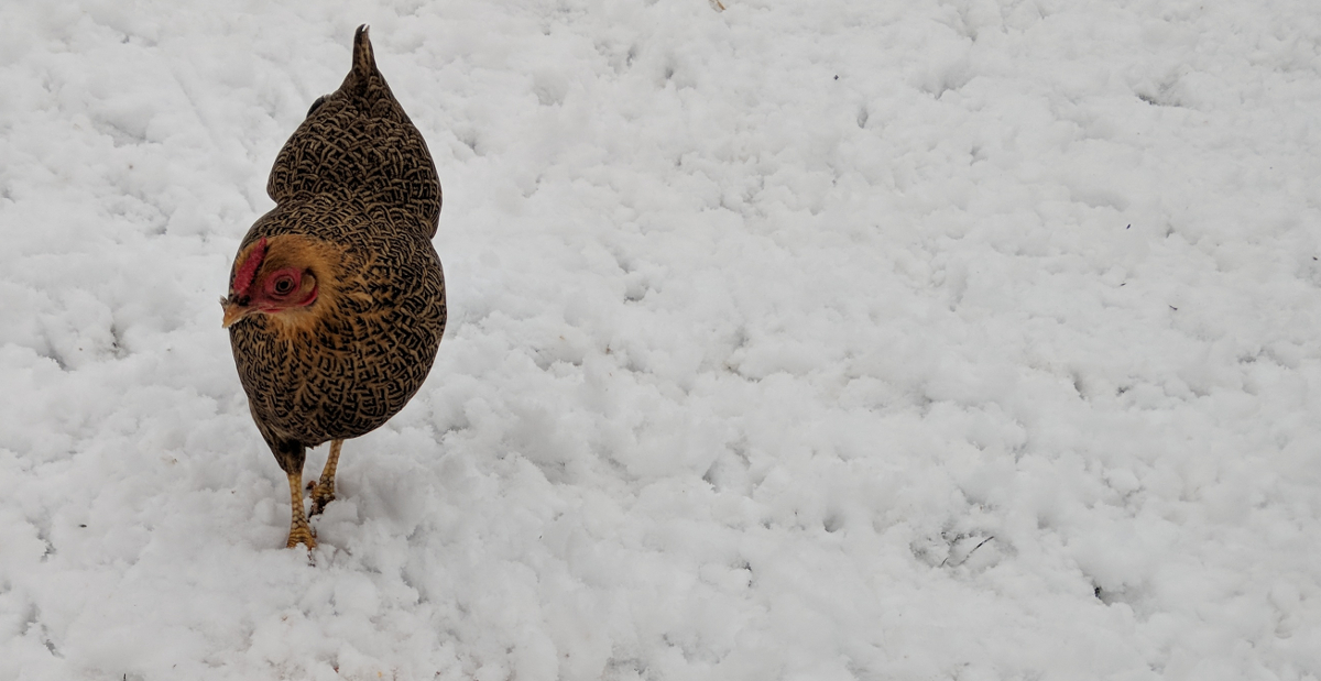 A bantam wyandotte in the snow.