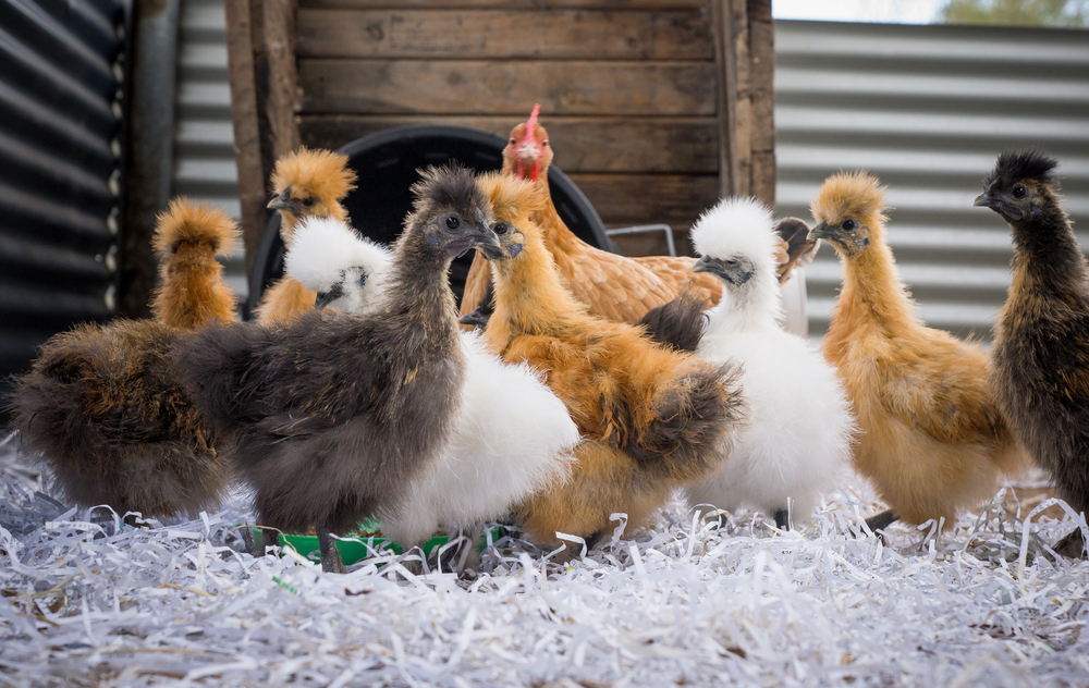 Do bantams need smaller coops than large fowl.