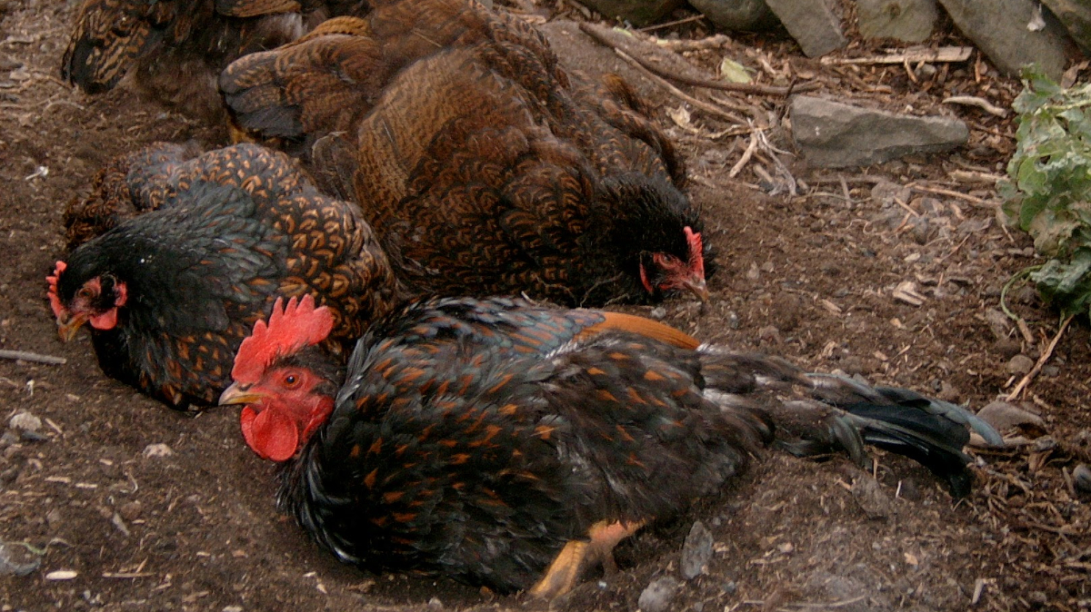 Bantams will dig up your garden, ruin your lawn and dust bathe in your flower beds just like all other chickens.