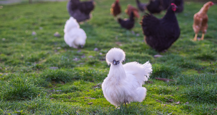 Good fences are a necessity for chickens.