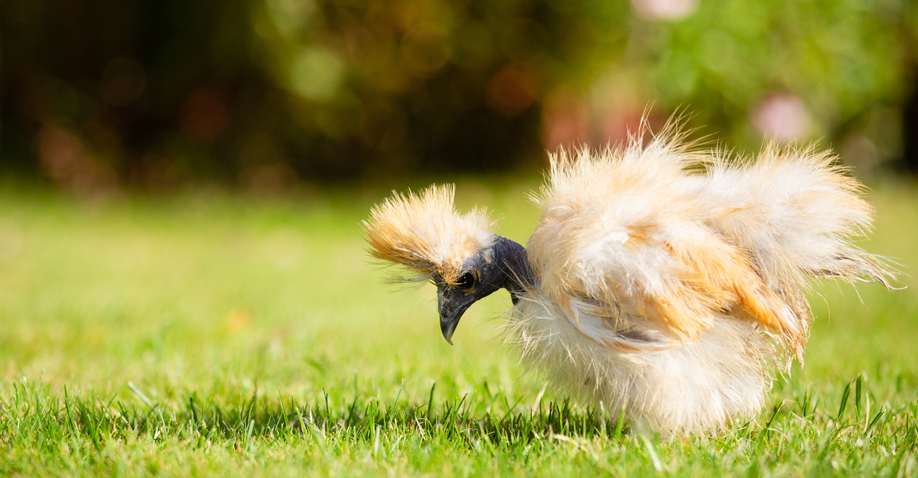 Should you give your chickens extra light and how to do it.