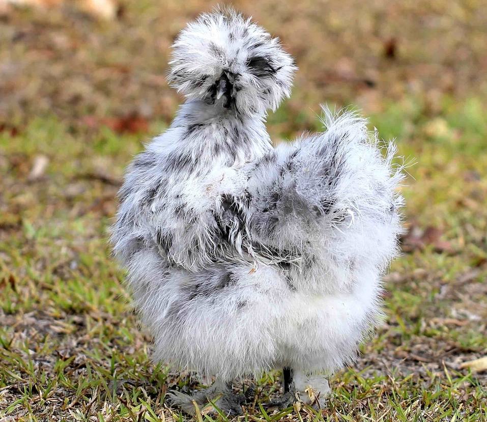 What is the best thing to put on the floor of a chicken run.