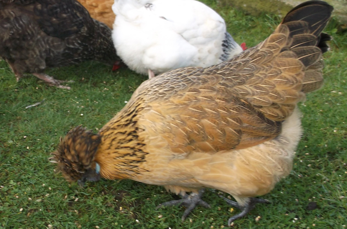 One of my Silkie cross chickens I use for hatching chicks.