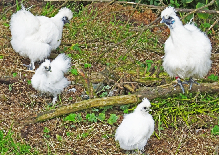 A family of Silkie chickens.